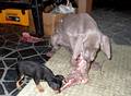 Rocksy and Rosey