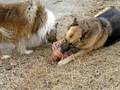 Czar and Sharrah