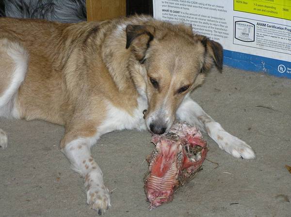 Sadie