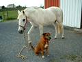 Merlin and Griffin