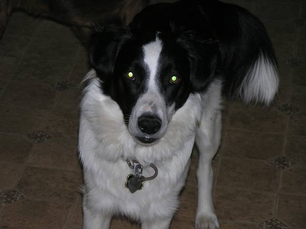 Logan